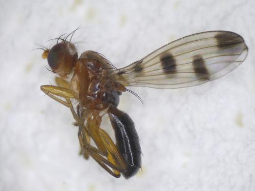 Réf. 211 102 : Geomyza tripunctata